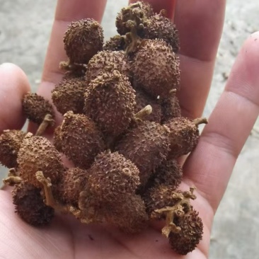 广东砂仁果干果大量供应，保质保量迎咨询一手货源
