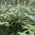 广东砂仁果干果大量供应，保质保量迎咨询一手货源