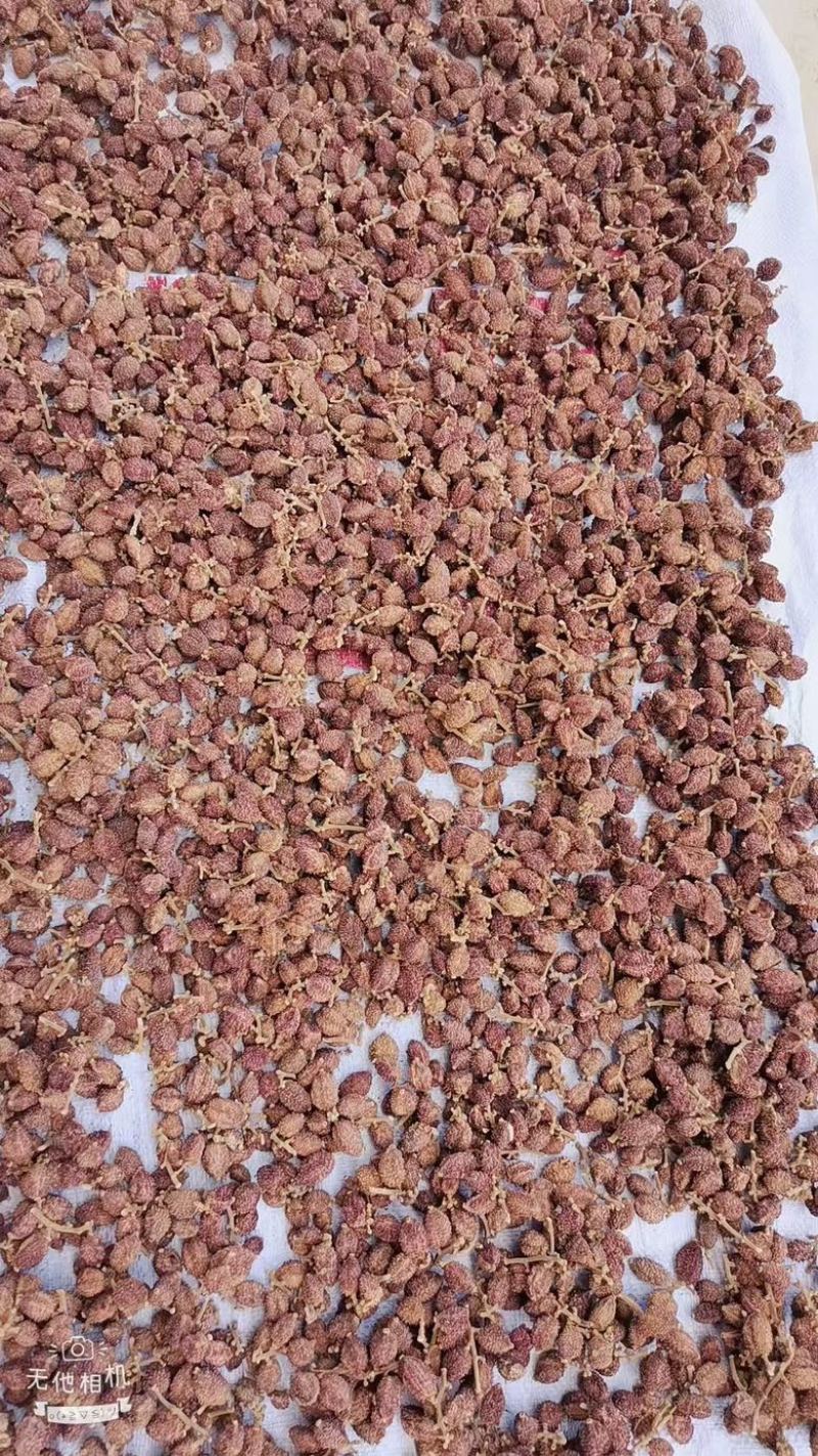 广东砂仁果干果大量供应，保质保量迎咨询一手货源