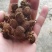 广东砂仁果干果大量供应，保质保量迎咨询一手货源