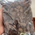 广东砂仁果干果大量供应，保质保量迎咨询一手货源