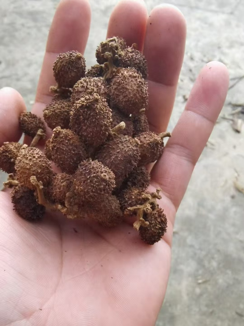 广东砂仁果干果大量供应，保质保量迎咨询一手货源