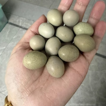 芦丁鸡蛋量大日产200蛋