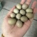 芦丁鸡蛋量大日产200蛋