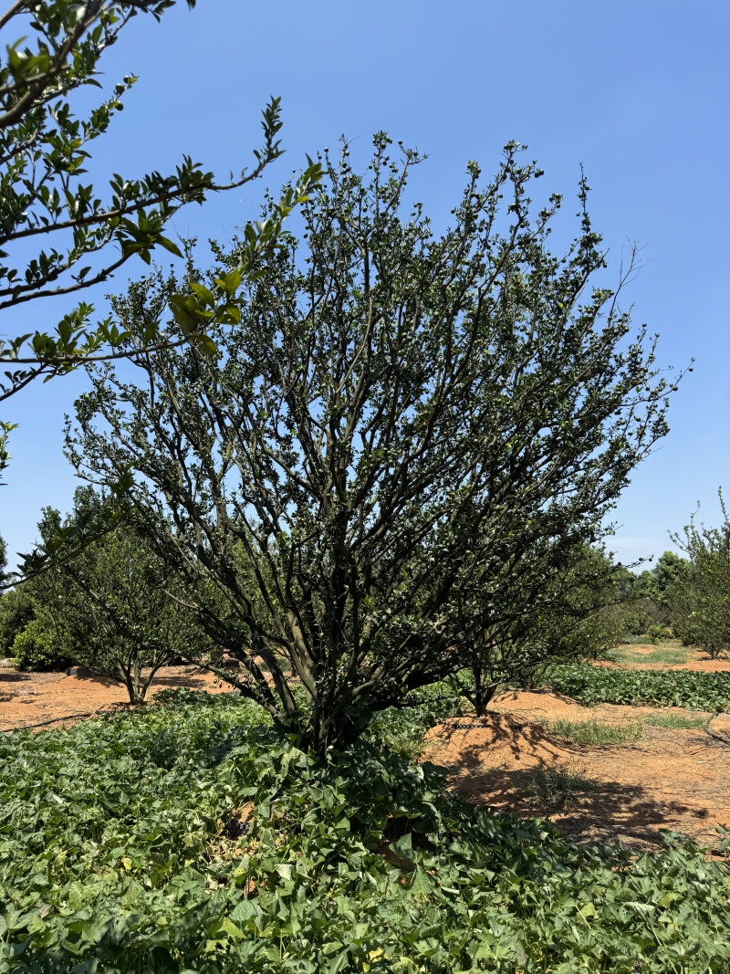 南丰蜜桔苗圃基地直供
