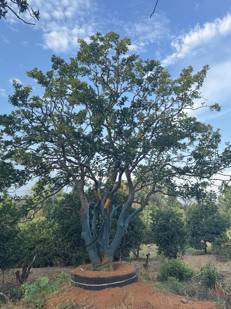 香橼苗圃基地直供益阳木子