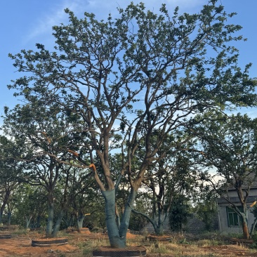 香橼苗圃基地直供益阳木子