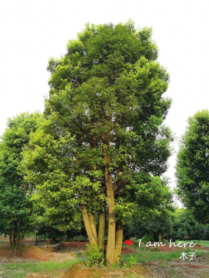 丛生香樟苗圃基地直供益阳木子
