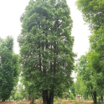 丛生香樟苗圃基地直供益阳木子