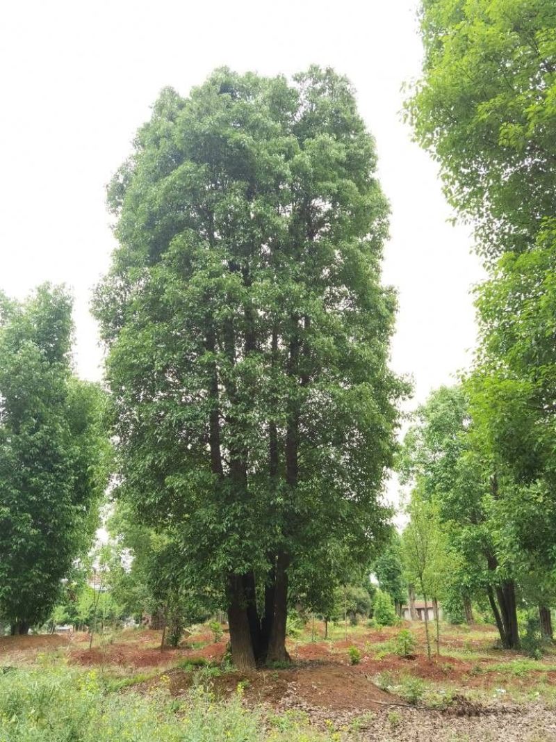 丛生香樟苗圃基地直供益阳木子