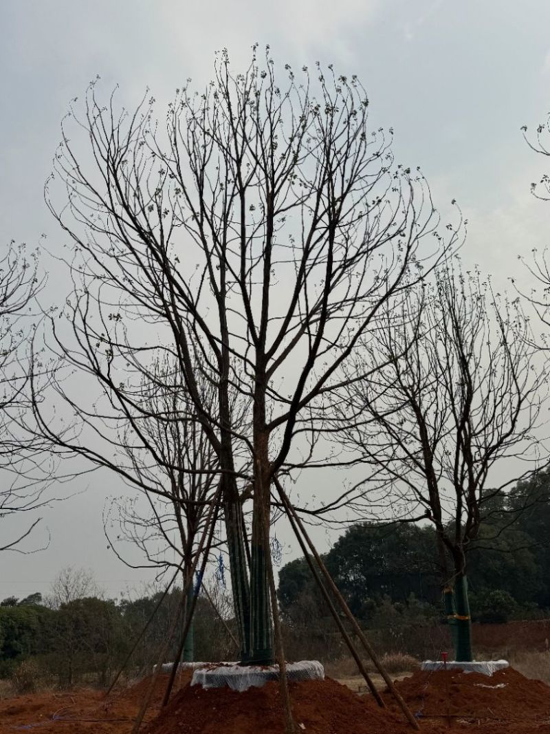 丛生香樟苗圃基地直供益阳木子