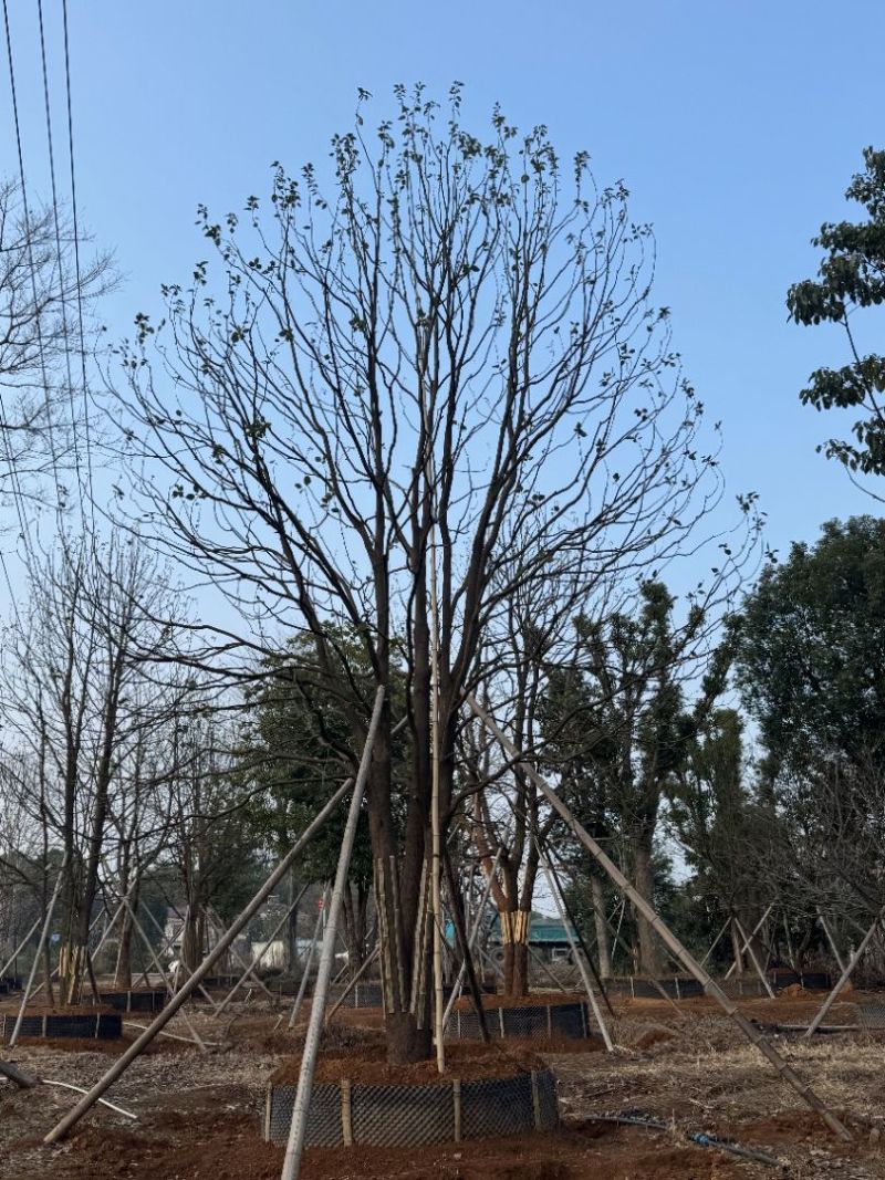 丛生香樟苗圃基地直供益阳木子