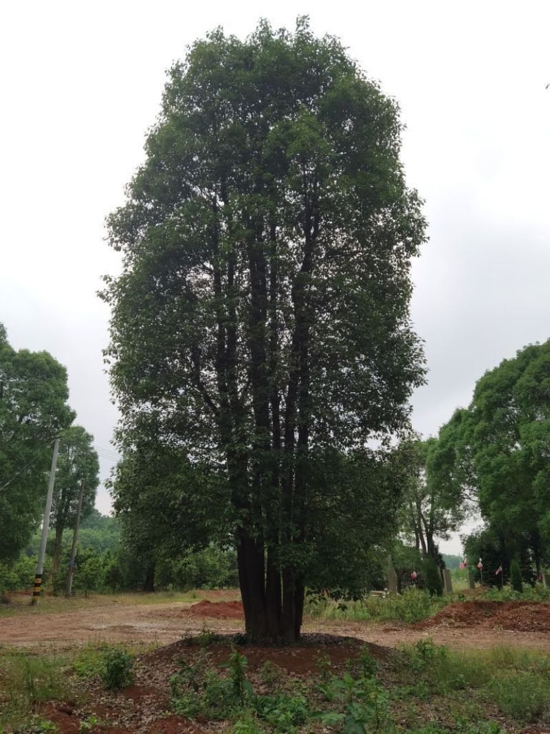 丛生香樟苗圃基地直供益阳木子