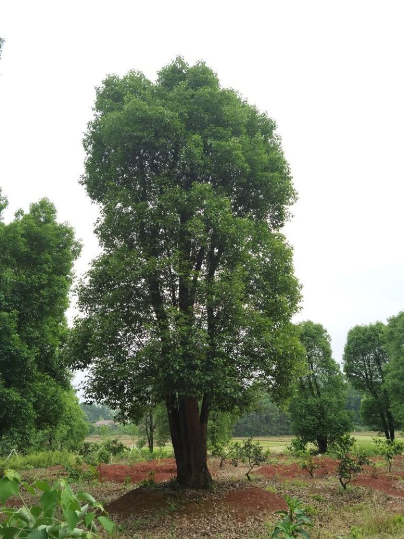 丛生香樟苗圃基地直供益阳木子