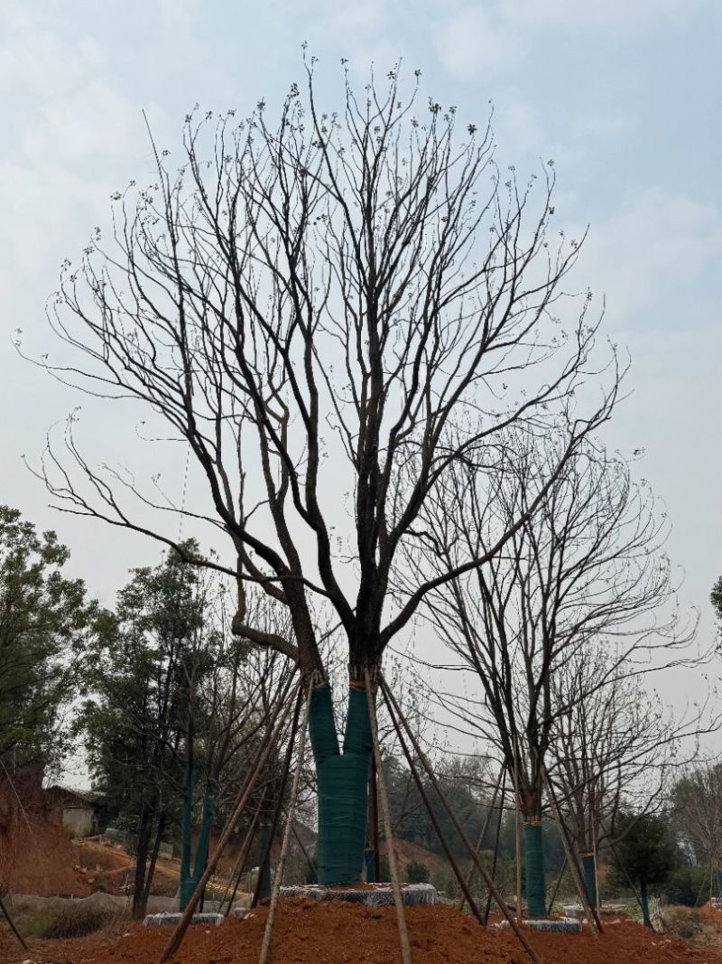 丛生香樟苗圃基地直供益阳木子