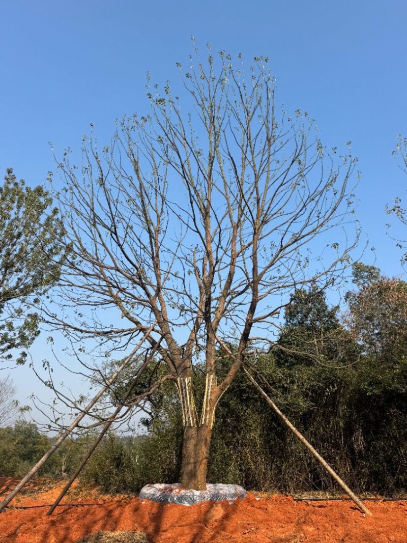 丛生香樟苗圃基地直供益阳木子