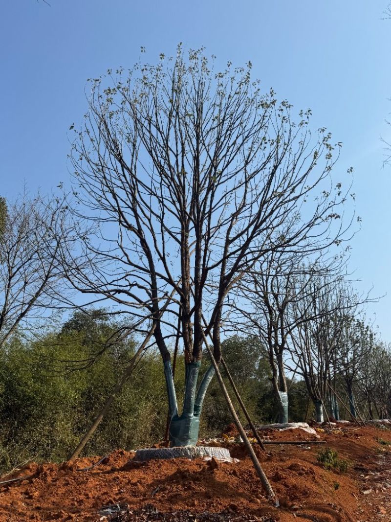 丛生香樟苗圃基地直供益阳木子