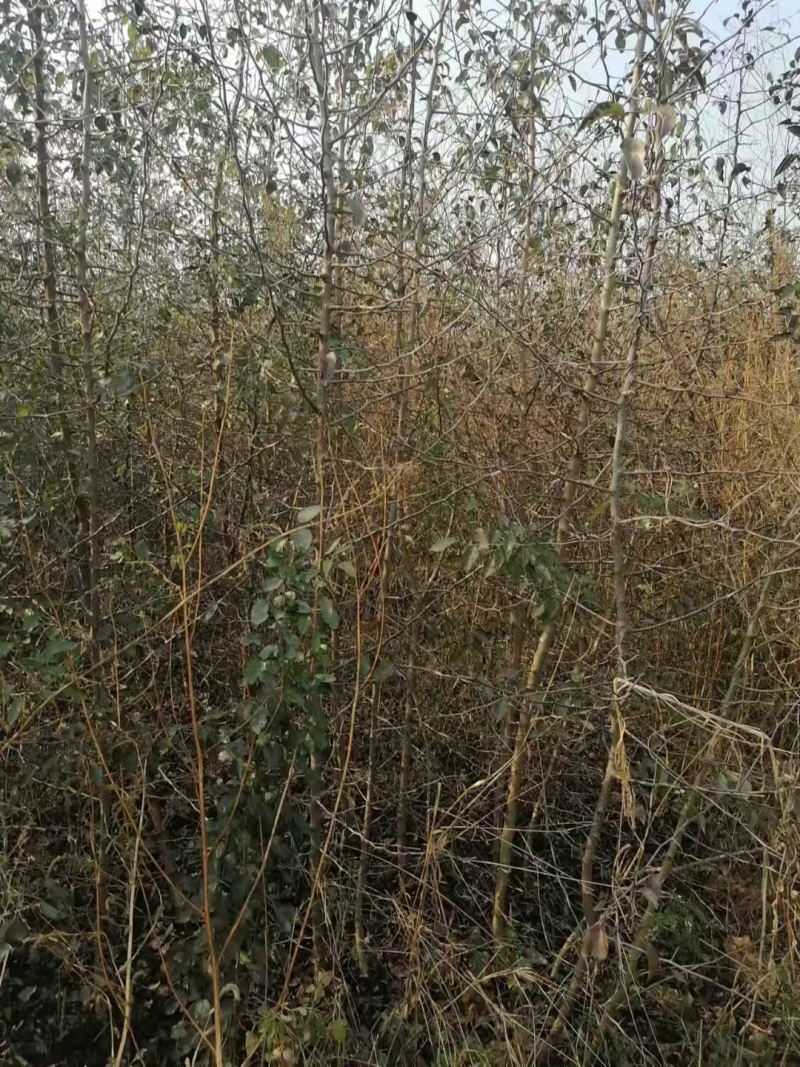 杜梨小苗