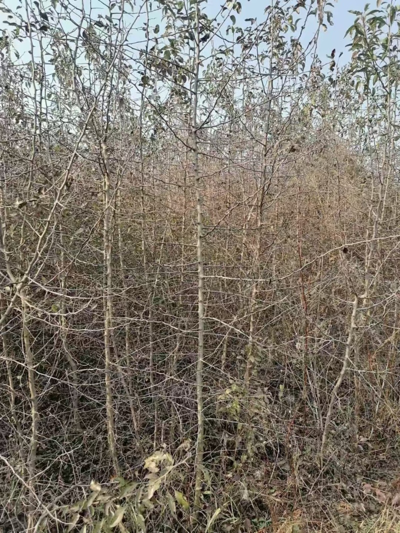 杜梨小苗