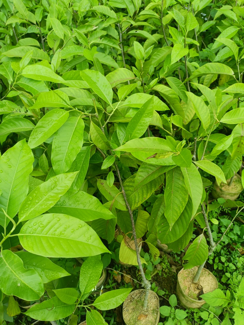 广西玉兰苗嫁接白玉兰苗基地直发提供技术支持