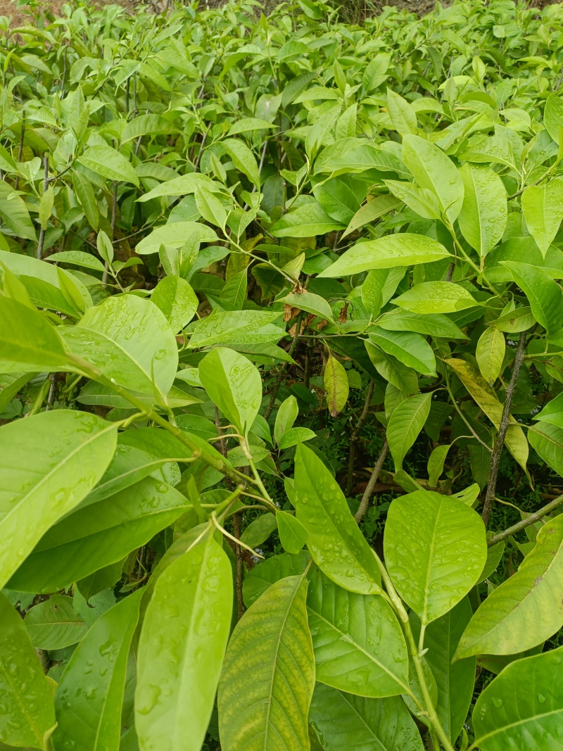 广西玉兰苗嫁接白玉兰苗基地直发提供技术支持