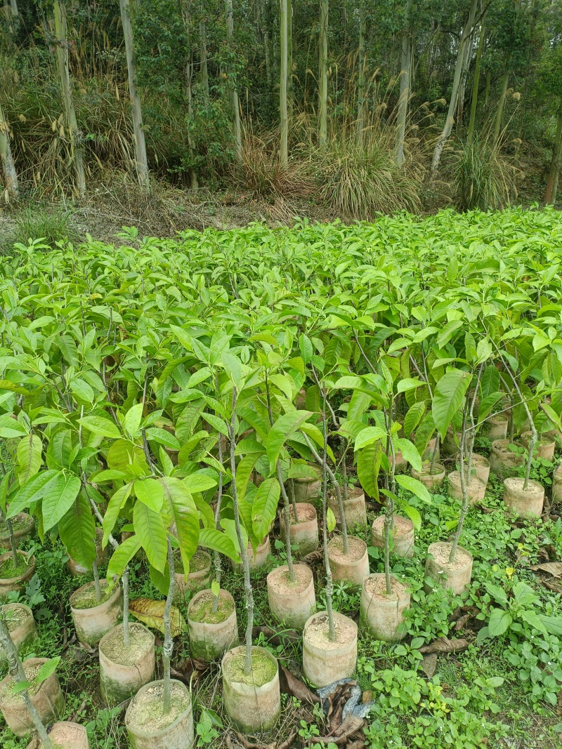 广西玉兰苗嫁接白玉兰苗基地直发提供技术支持