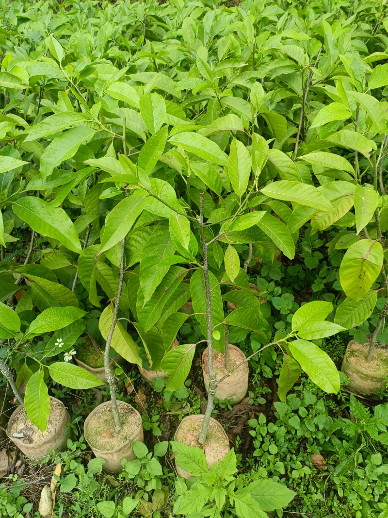 广西玉兰苗嫁接白玉兰苗基地直发提供技术支持