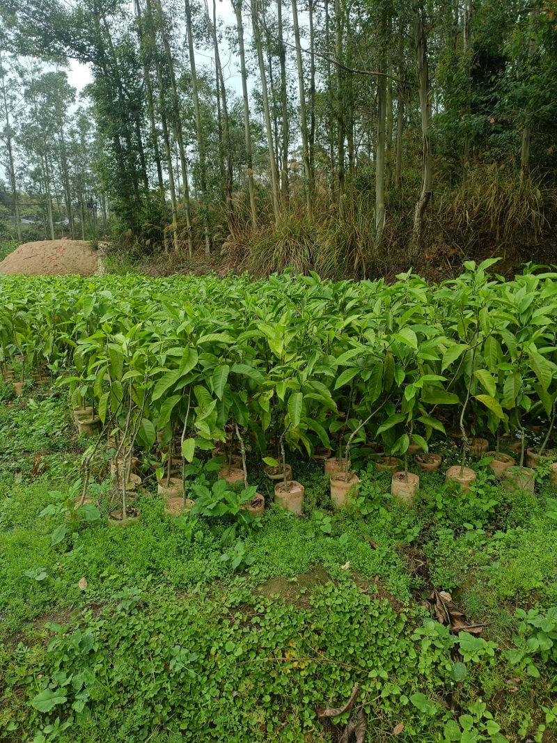 广西玉兰苗嫁接白玉兰苗基地直发提供技术支持