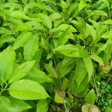 广西玉兰苗嫁接白玉兰苗基地直发提供技术支持