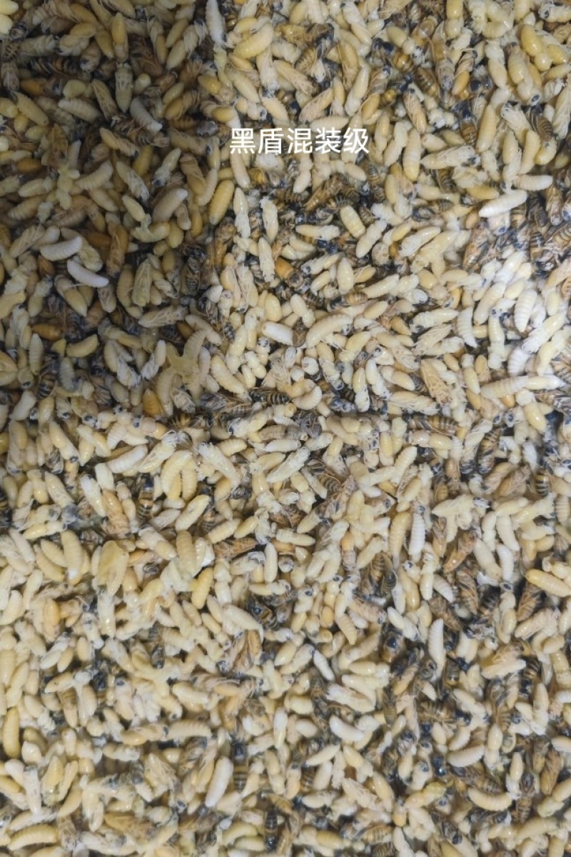 野生蜂蛹，一手货源，包邮到家，诚信经营，量大从优，欢迎选购