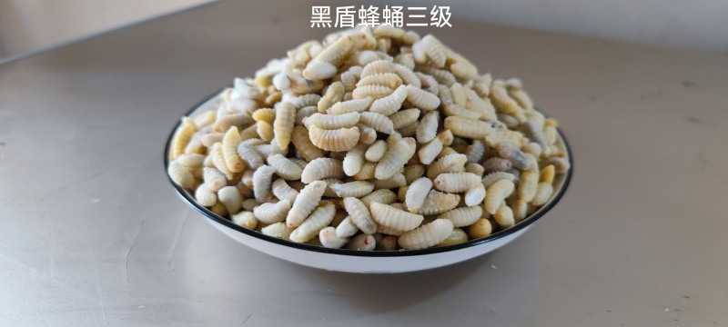 野生蜂蛹，一手货源，包邮到家，诚信经营，量大从优，欢迎选购