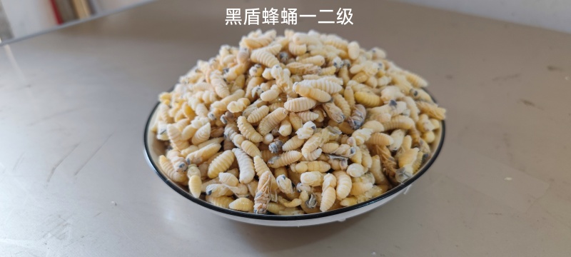野生蜂蛹，一手货源，包邮到家，诚信经营，量大从优，欢迎选购