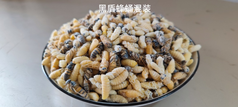 野生蜂蛹，一手货源，包邮到家，诚信经营，量大从优，欢迎选购