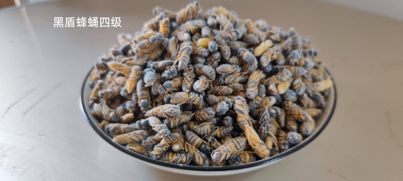 野生蜂蛹，一手货源，包邮到家，诚信经营，量大从优，欢迎选购