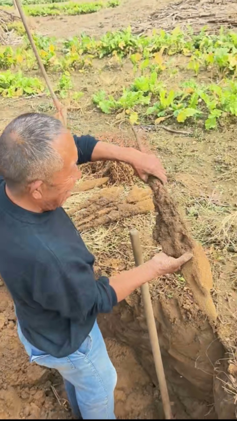 西埠庄山药因为沙地所以上药粗又长。口感**。营养丰富。