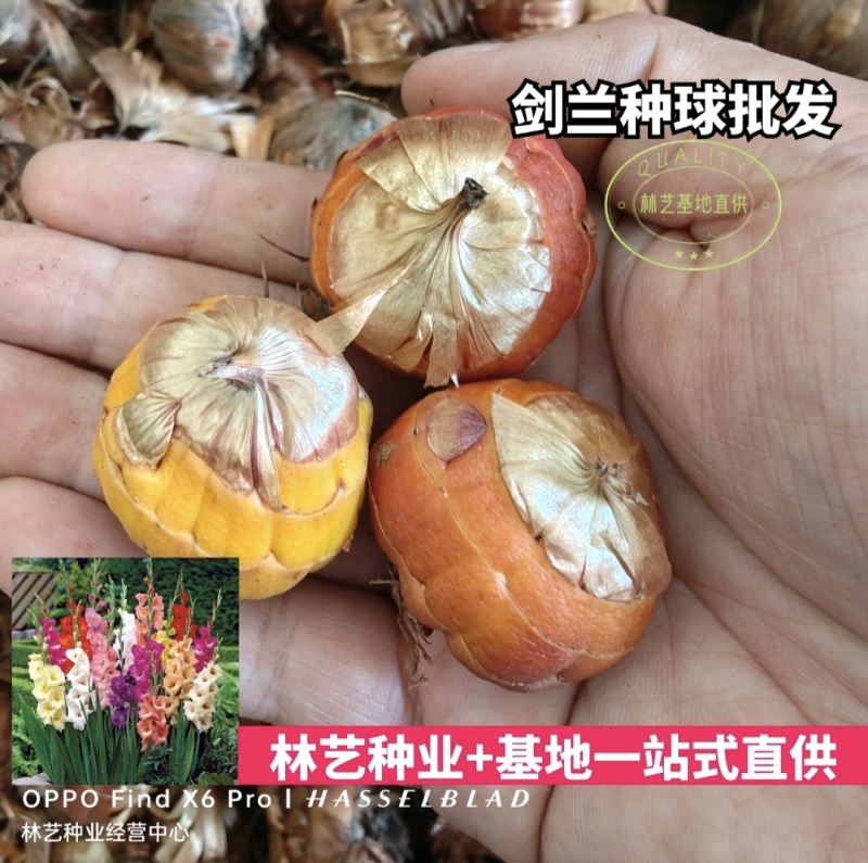 剑兰种球国产进口多年生花卉菖兰花球唐菖蒲花种球四季