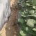 烟薯大田苗