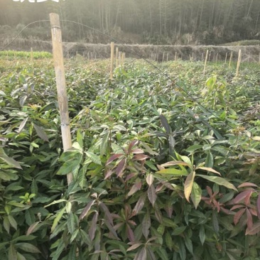 良种木荷
