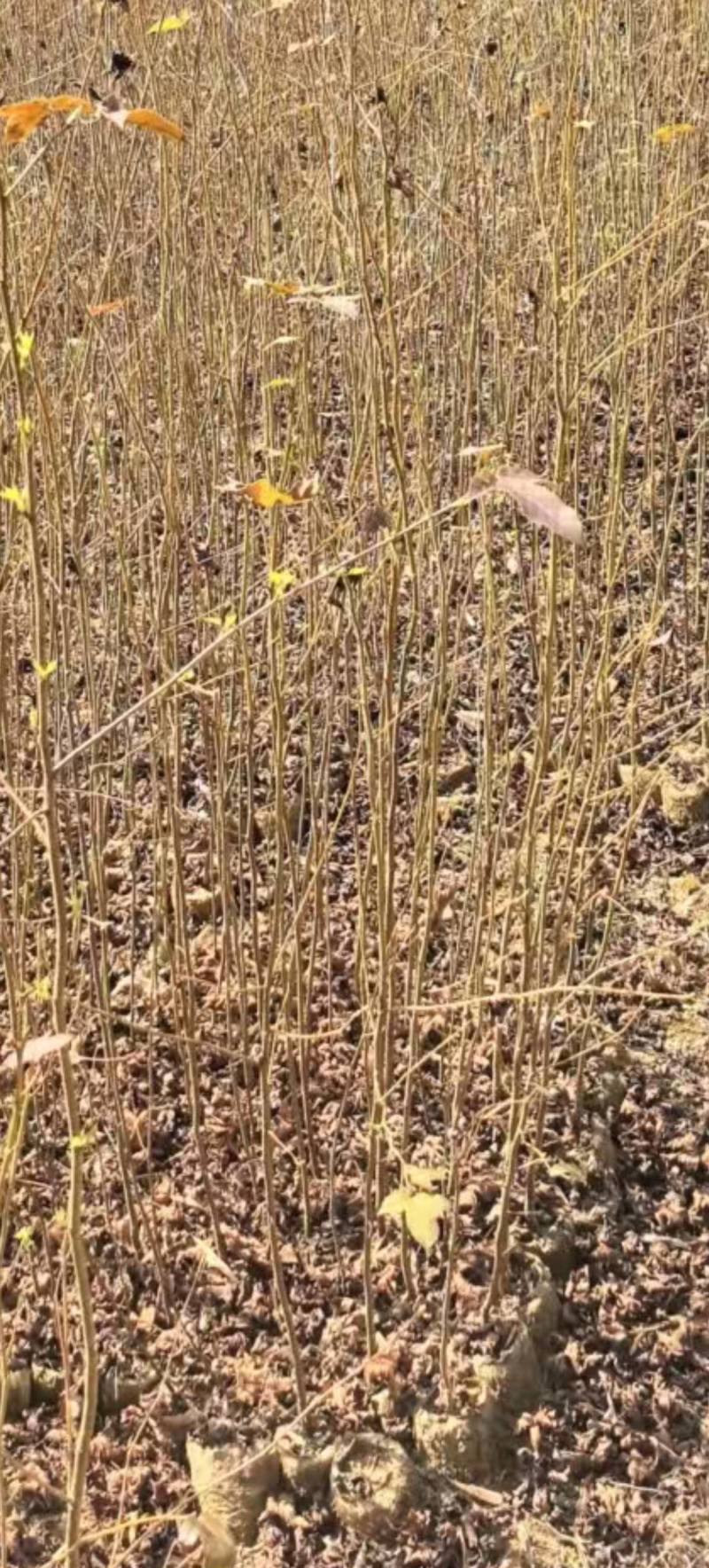 良种枫香袋苗
