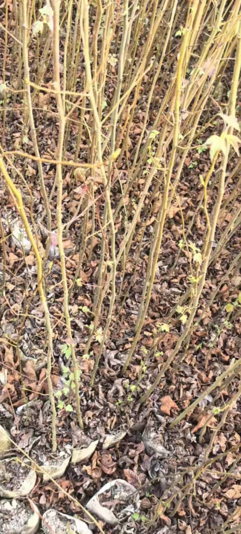 良种枫香袋苗