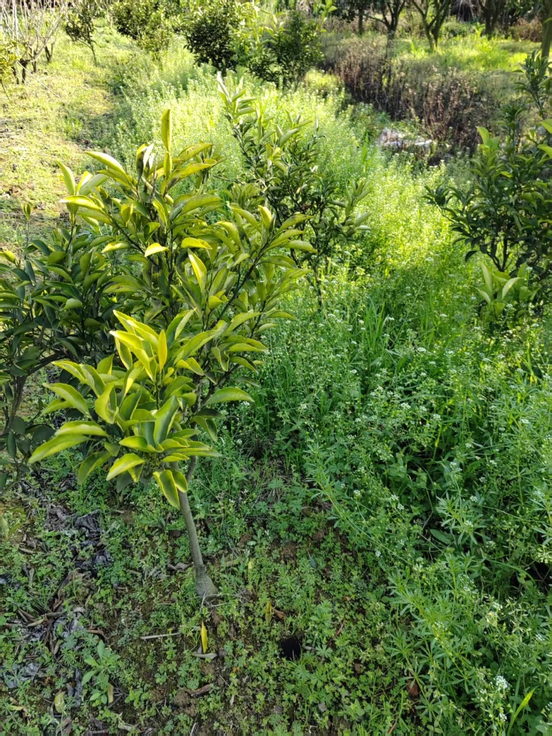 黄金贡柚大苗，大量供应，产地直发，品质保证