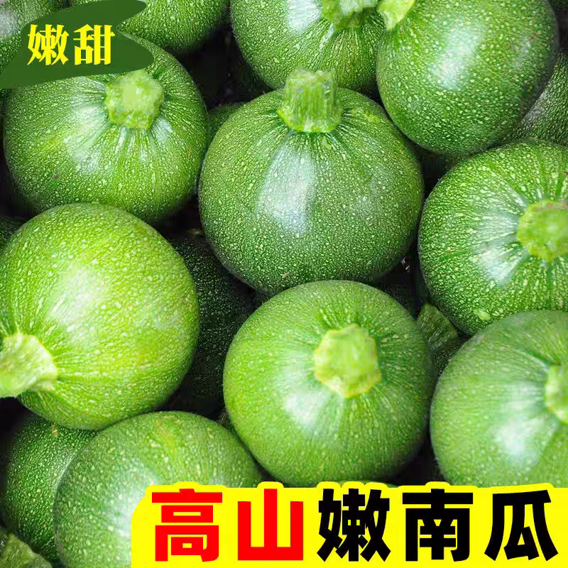 小南瓜嫩南瓜产地一手货源保质保量欢迎订购
