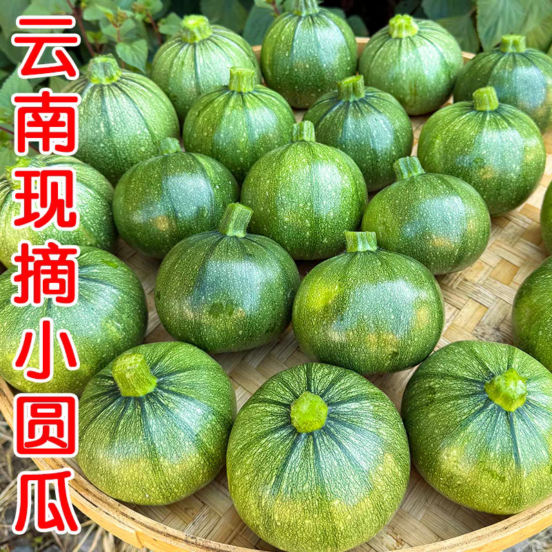 小南瓜嫩南瓜产地一手货源保质保量欢迎订购