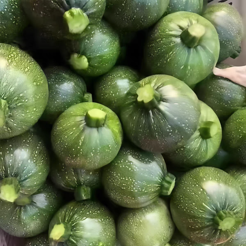 小南瓜嫩南瓜产地一手货源保质保量欢迎订购