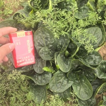 趴地菠菜