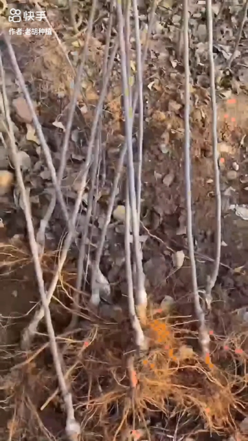 红寒富苹果树苗
