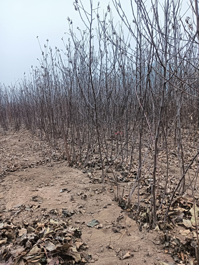 红寒富苹果树苗