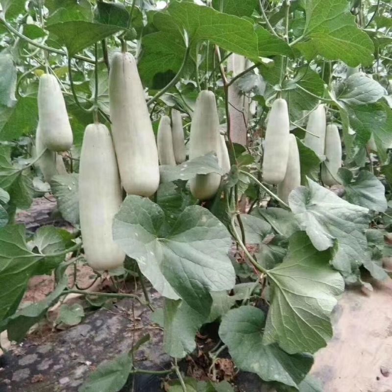 头茬博洋61甜瓜现货量大对接各大批发市场电商一件代发社区