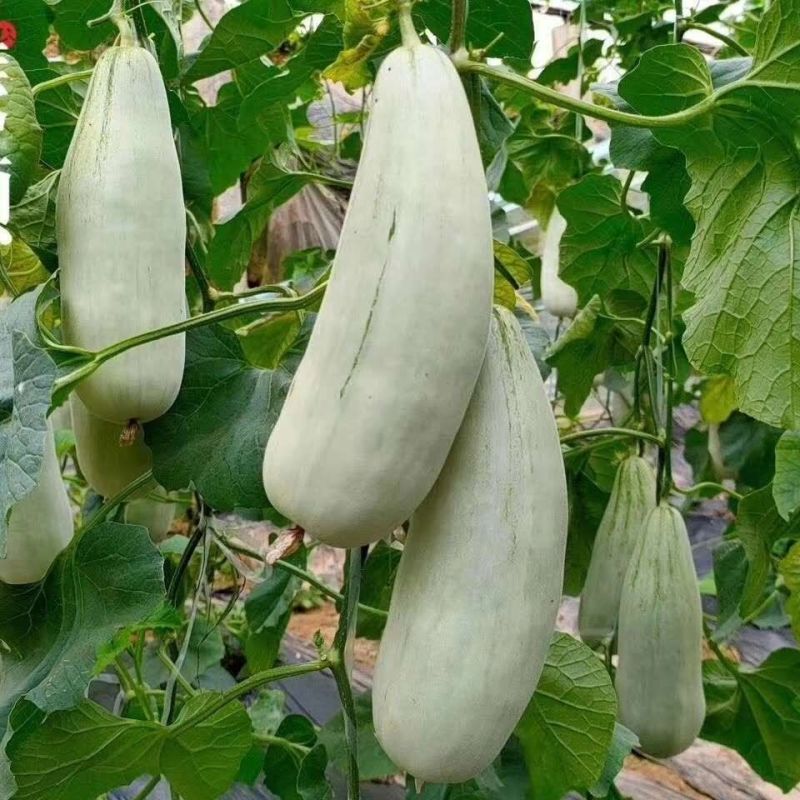 头茬博洋61甜瓜现货量大对接各大批发市场电商一件代发社区