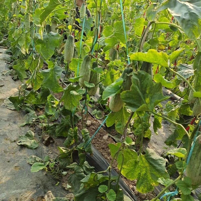 头茬博洋61甜瓜现货量大对接各大批发市场电商一件代发社区